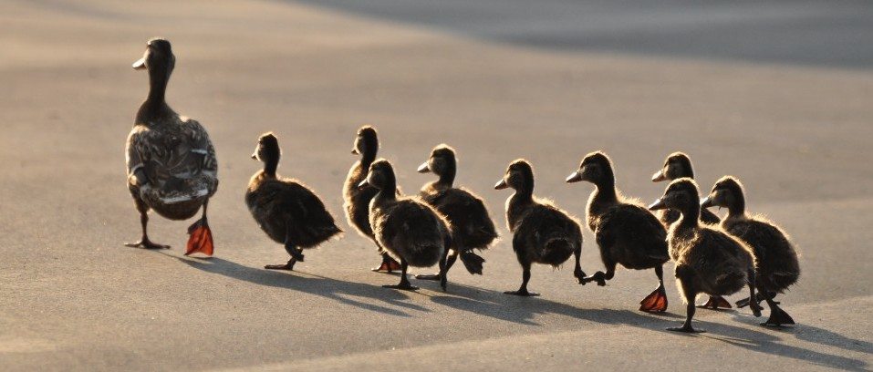 ducks in a row