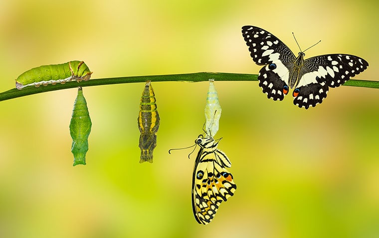Butterfly transformation representing website and SEO services