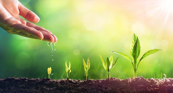 Photo of hand dropping water on plants growing